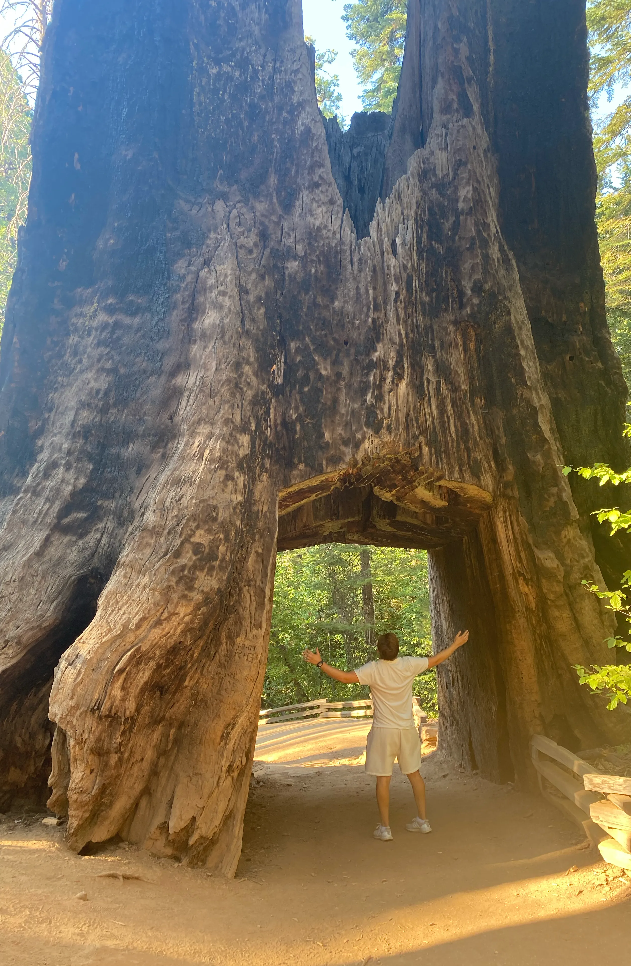 Giant Sequoia