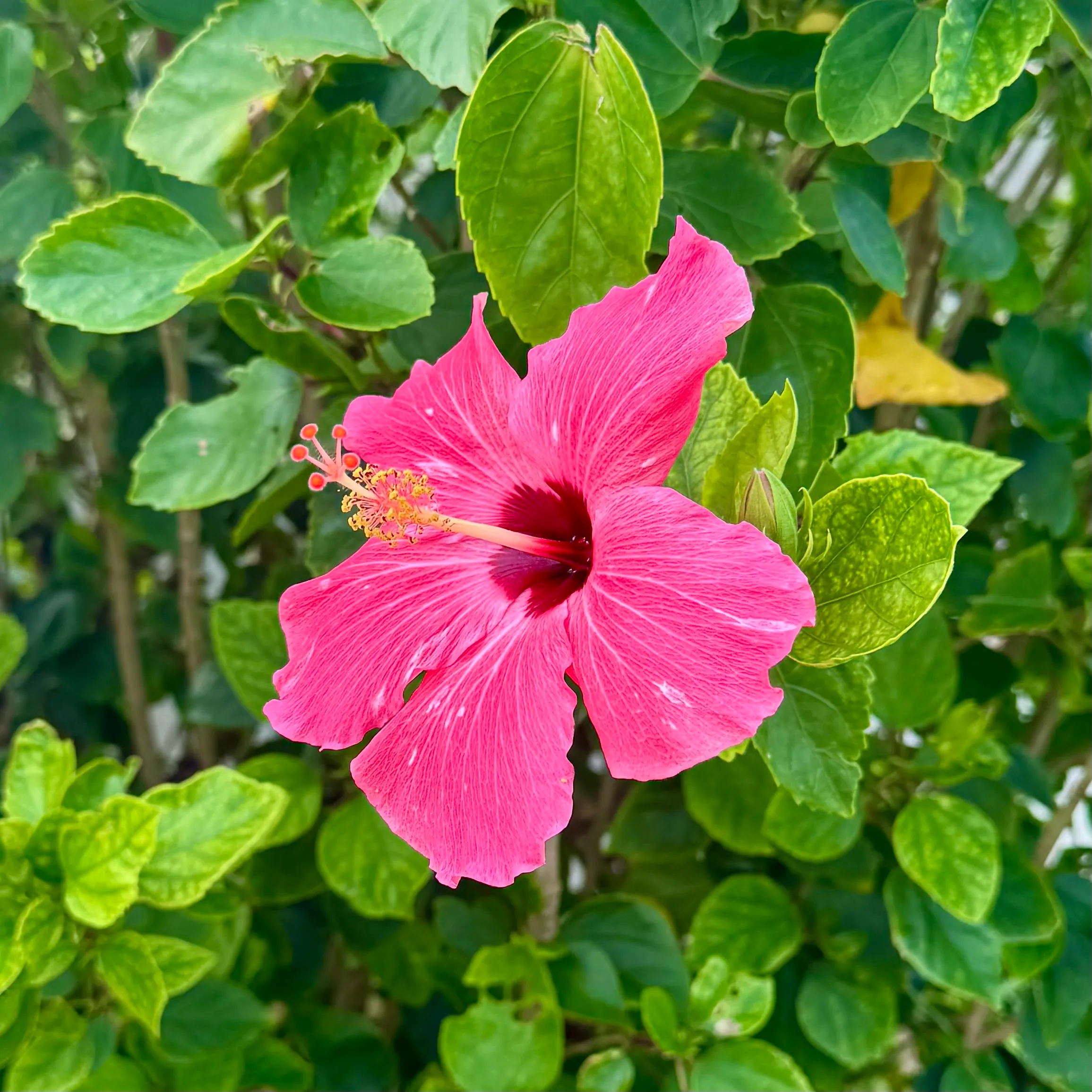 Hibiskus