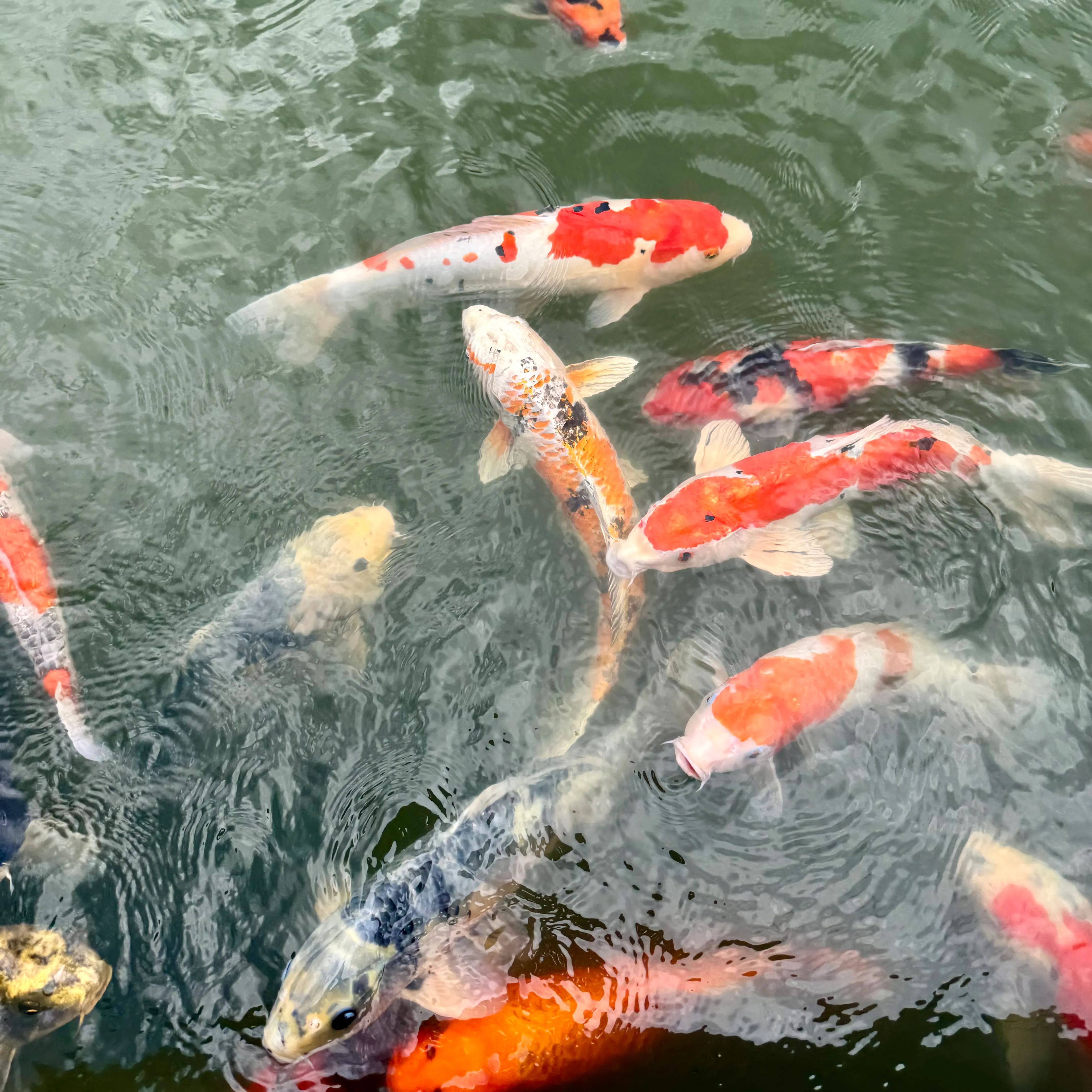 Koi