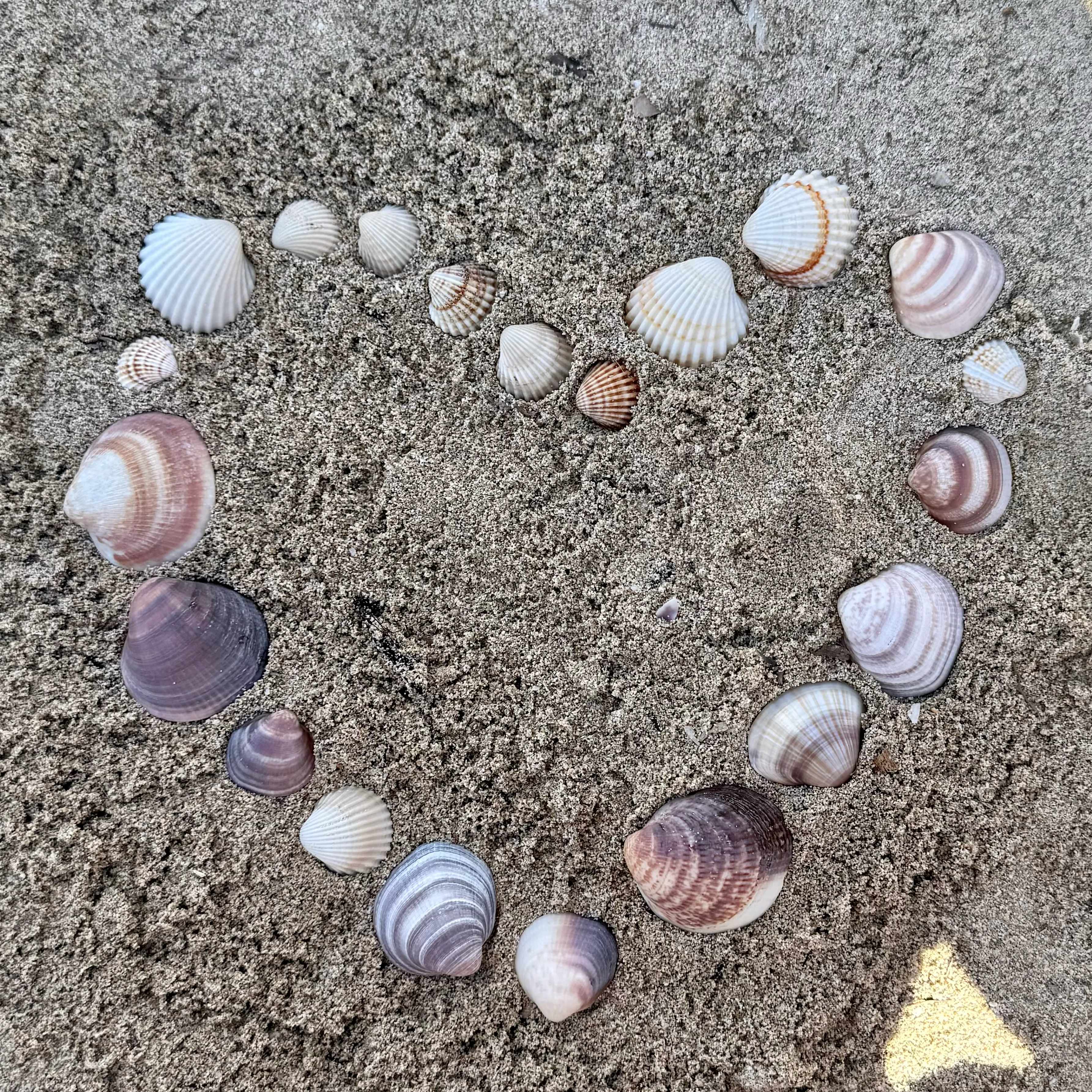 Muscheln in Herzform gelegt