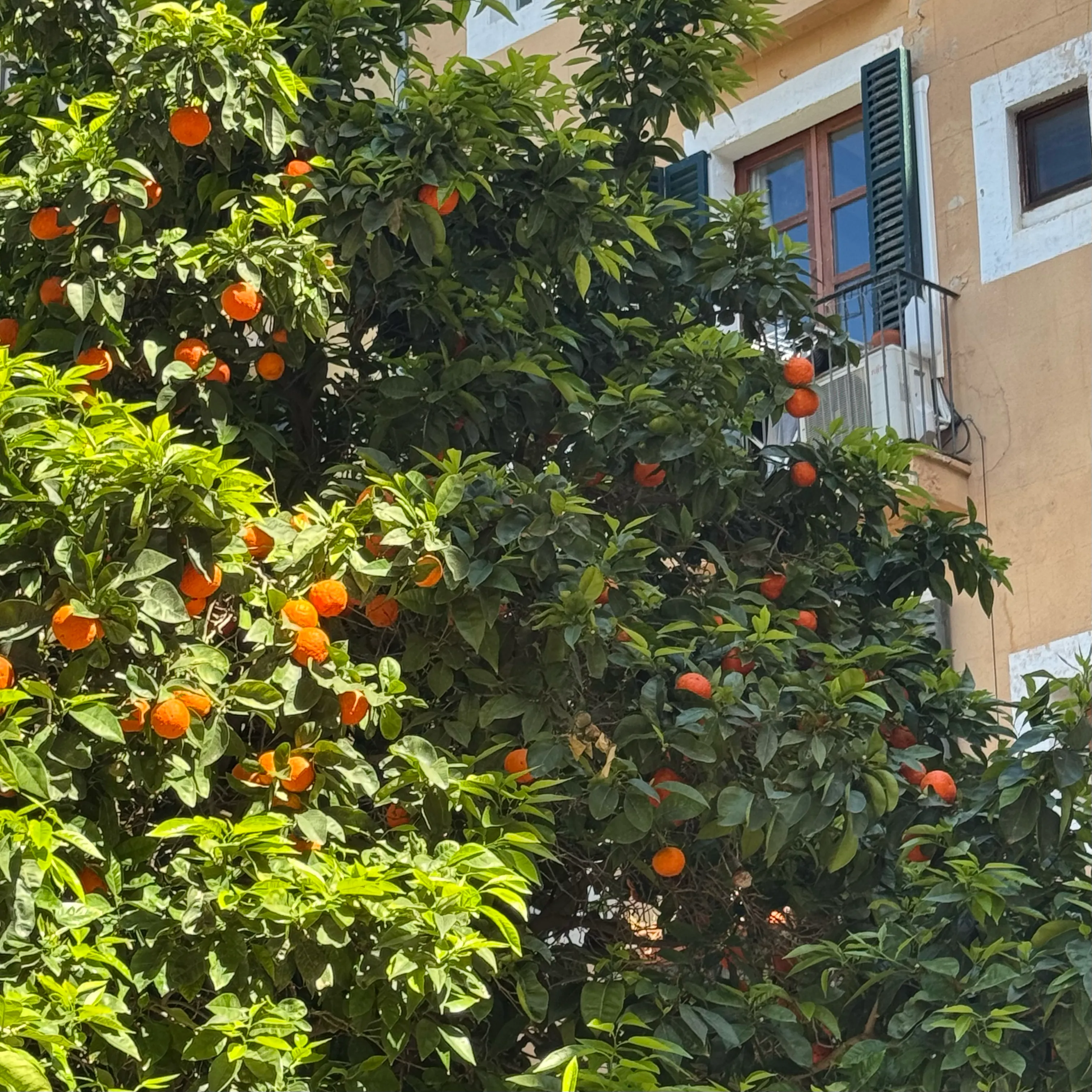 Orangen Baum in Palma