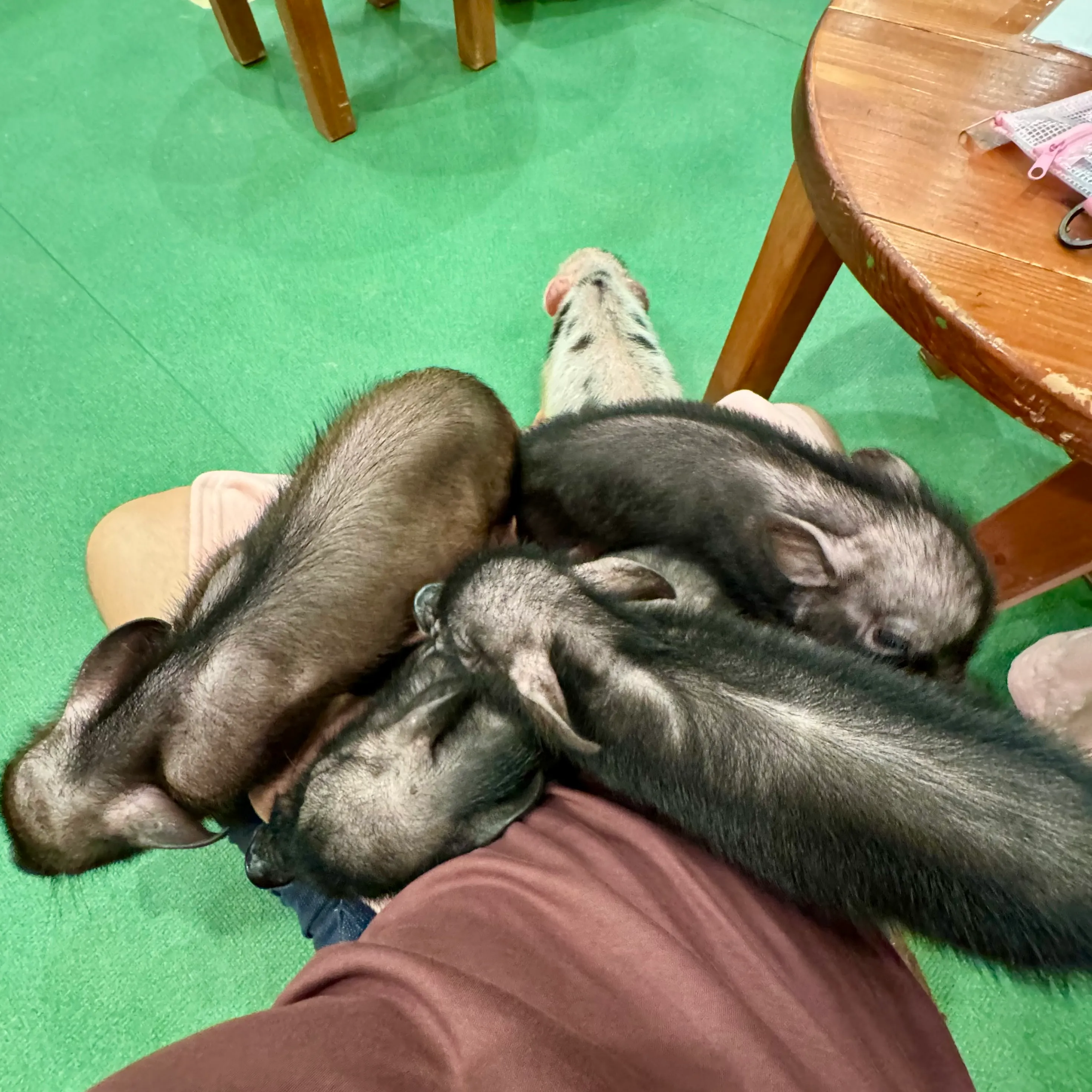 Kleine Schweinchen