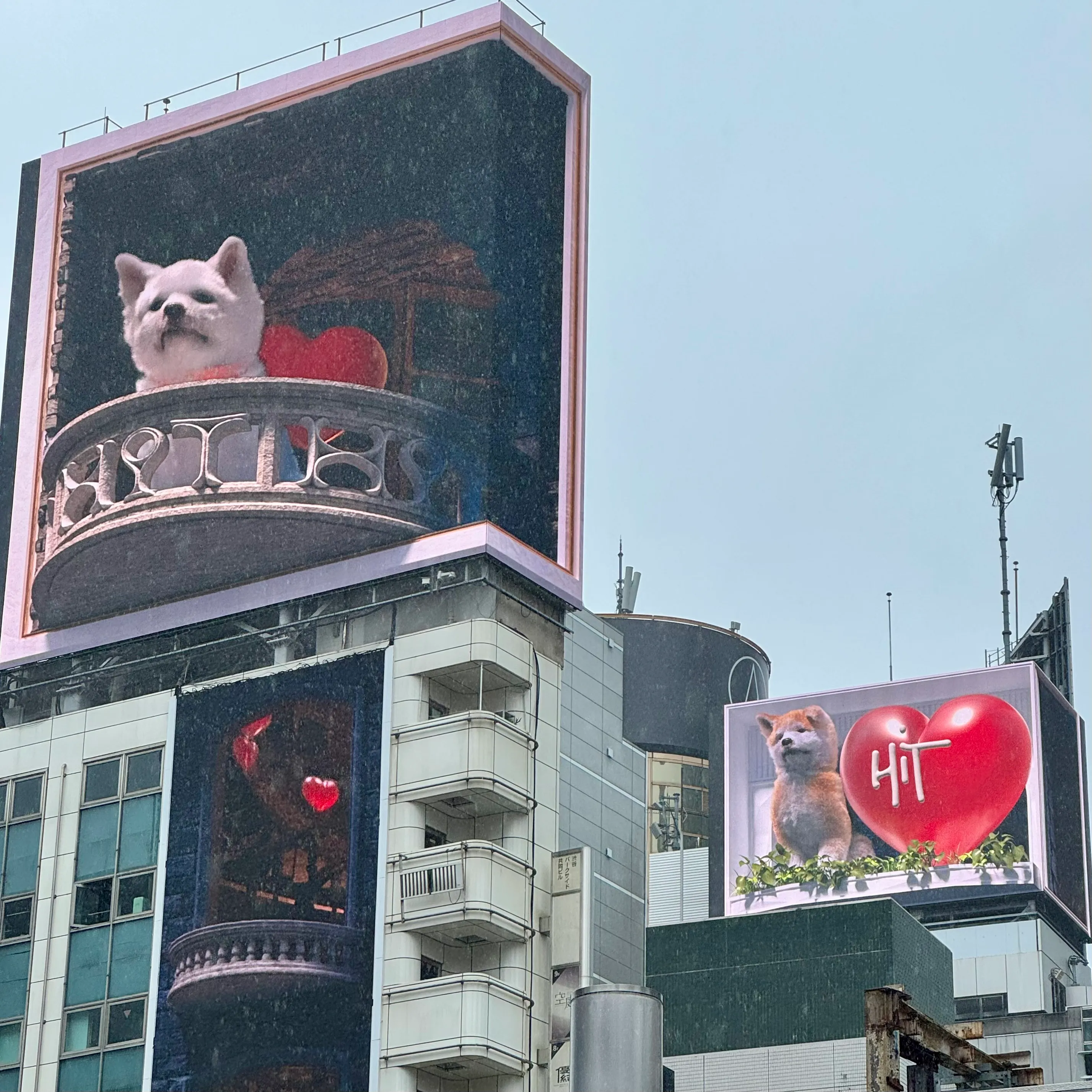 Shiba-Inu