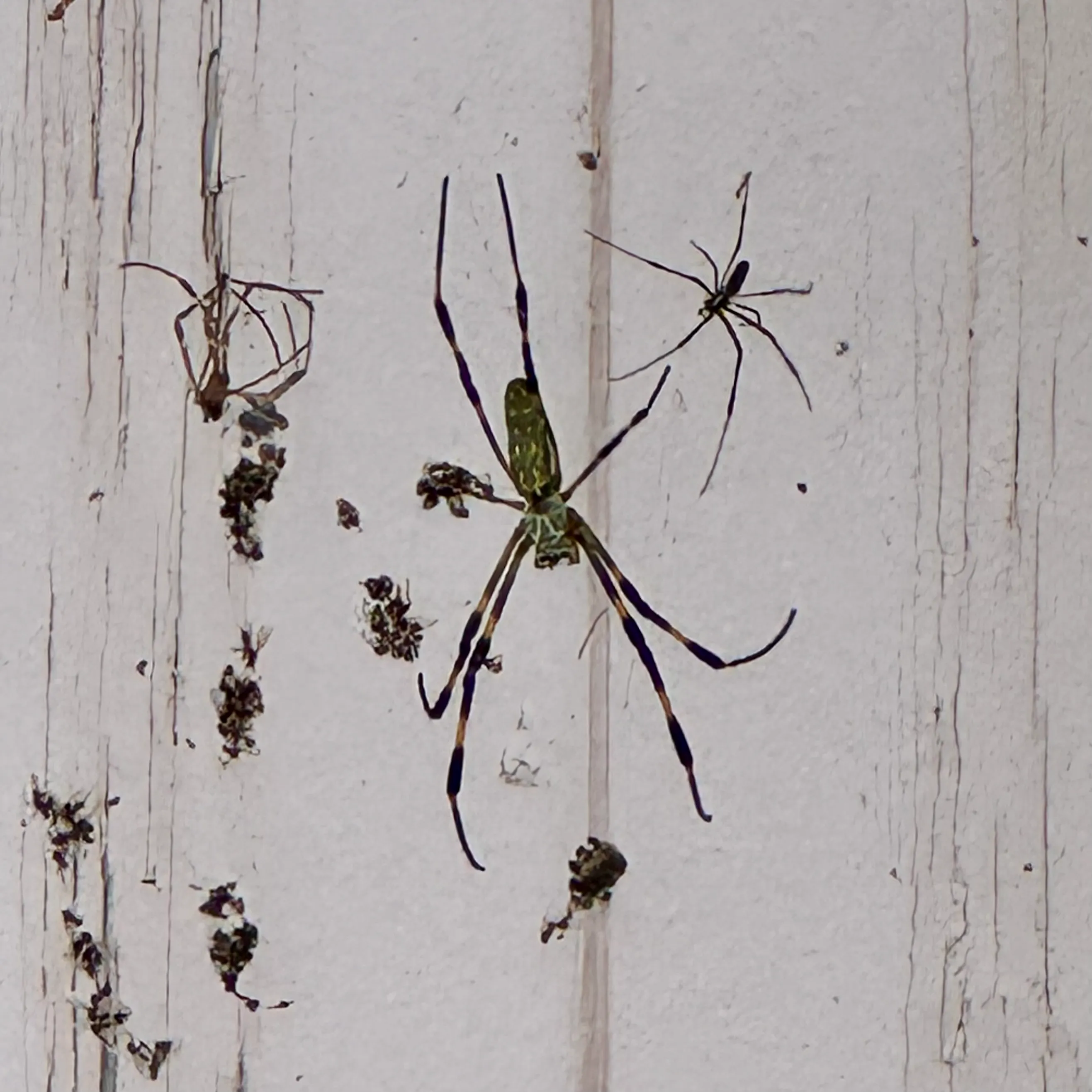 Spinne